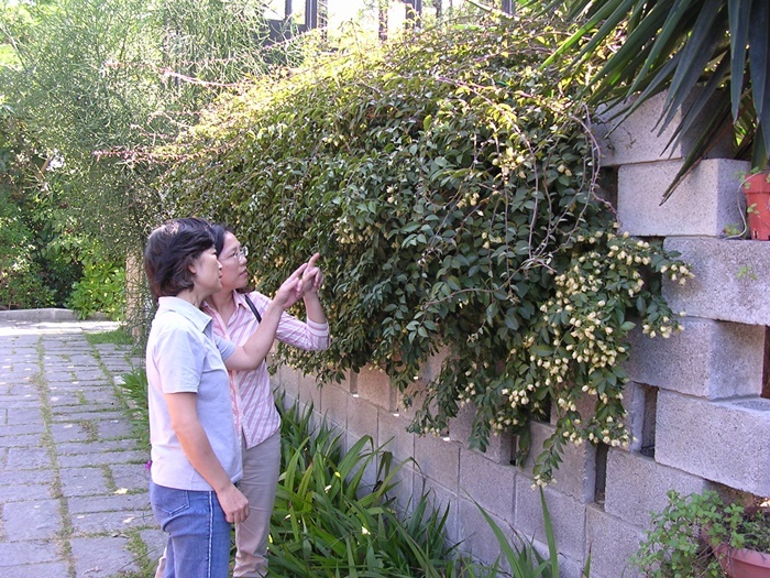 圖二：攀附在磚牆上的木麒麟，植株型態看似九重葛