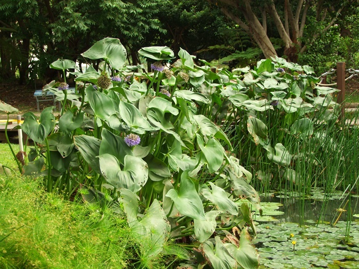 多花鴨舌草植株