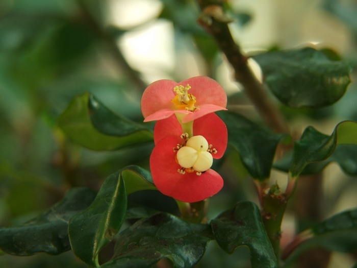 麒麟花花序