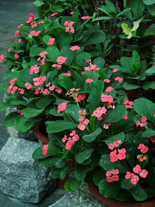 麒麟花植株 麒麟花植株