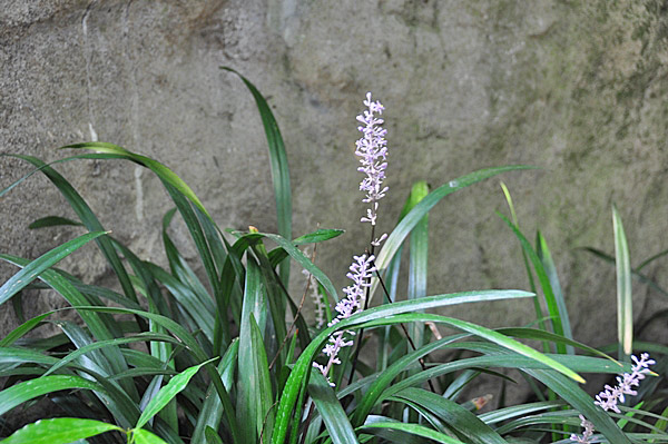 葉片濃綠的闊葉麥門冬可作庭園觀賞植物