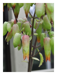 圖一：落地生根亞屬的植物花朵垂鐘狀