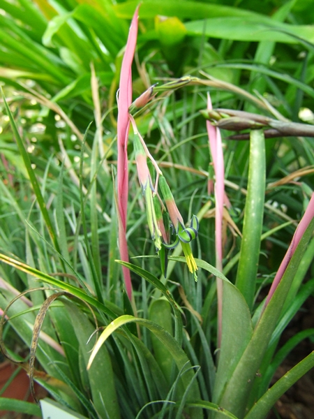 圖二：容易分生側芽的垂花鳳梨，適合分株給親朋好友，分享栽植的樂趣