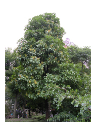 圖二：樹葉濃綠的紅楠是優良的台灣原生種觀賞樹木