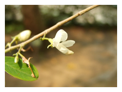圖一：白色的蝶形花是臺灣所產木山螞蝗屬植物的共同特徵