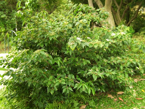 圖二：喜歡充足光照的呂宋莢蒾是優良的景觀植栽