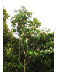 圖二：外形優美的蘭嶼胡桐是良好的園景樹