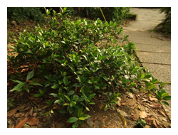 圖二：細梗絡石的莖為匍匐性，園景上可作為地被植物之用