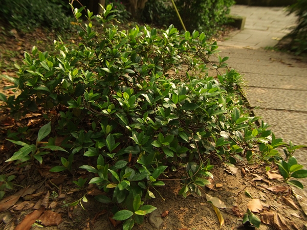 圖二：細梗絡石的莖為匍匐性，園景上可作為地被植物之用