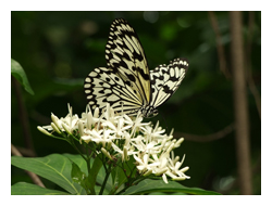 植物園的大白斑蝶常常出現在錫蘭玉心花上訪蜜