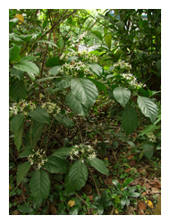 錫蘭玉心花喜歡有遮蔭的環境，常出現在森林底層