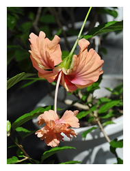 「金塔」為花中花品種的朱槿