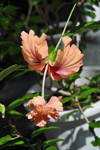 「金塔」為花中花品種的朱槿