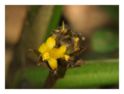 大仙茅花序頭狀或短穗狀，花黃色，雄蕊6枚，着生花被基部