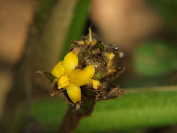 大仙茅花序頭狀或短穗狀，花黃色，雄蕊6枚，着生花被基部