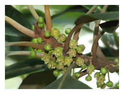 小枝、葉背及花序上的茶褐色短柔毛是山欖特徵