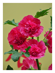 植物園特展室中所展示桃紅複瓣的蜀葵品種