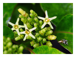 花冠高杯形的爬森藤除了做為食草之外，也是許多蝶類成蟲的蜜源植物