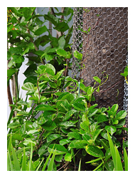 爬森藤是纏繞灌木，適應力強且生長快速，可供作地表覆蓋的綠化材料