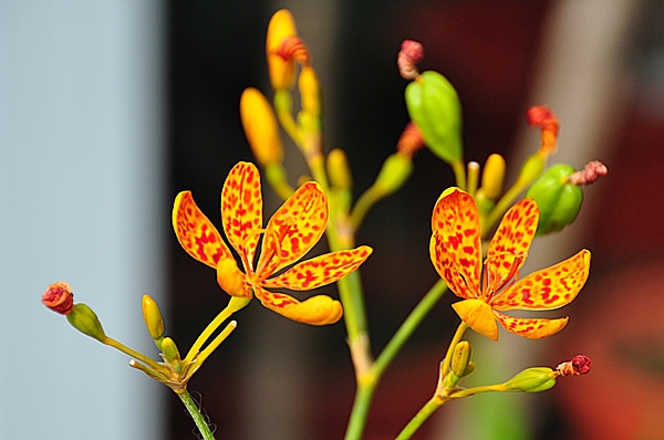 射干的花朵帶有豹紋，因此英文名為Leopard flower或Leopard lily，意為豹花或豹百合