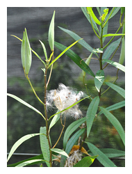 馬利筋的種子頂端帶有毛，在果實開裂後可以隨風散布