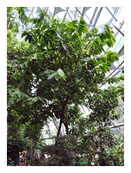 台灣中北部栽植可可需要溫室等保溫設施。（圖為植物園熱帶雨林溫室）