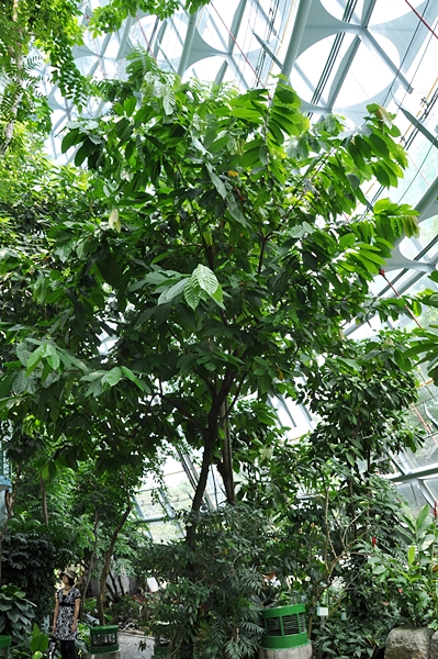 台灣中北部栽植可可需要溫室等保溫設施。（圖為植物園熱帶雨林溫室）