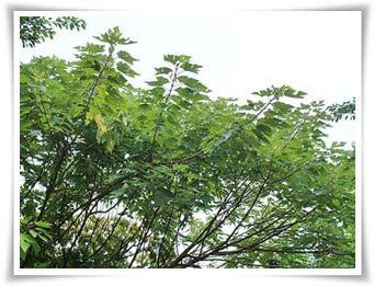 構樹是都市區常見的原生植物