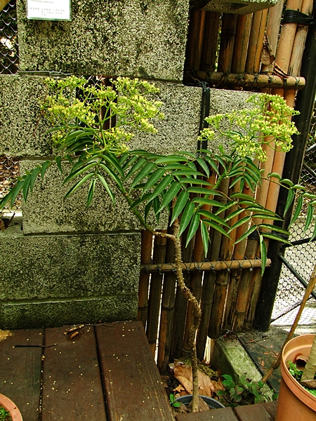 圖二：植物園「就是這個味－蝴蝶食草與蜜源植物特展」展示的食茱萸植株