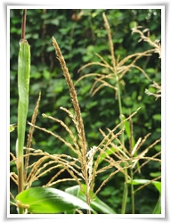 圖一：玉米的雄花呈圓錐花序生於植株頂端