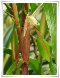 圖二：玉米的雌花呈肉穗花序生於植株中段葉腋內