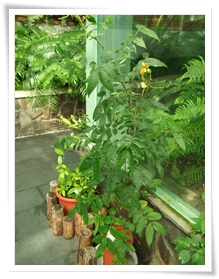 圖二：植物園「就是這個味－蝴蝶食草與蜜源植物特展」展示的望江南植株