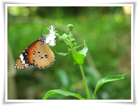 圖一：樺斑蝶也是光冠水菊的忠誠愛戴者