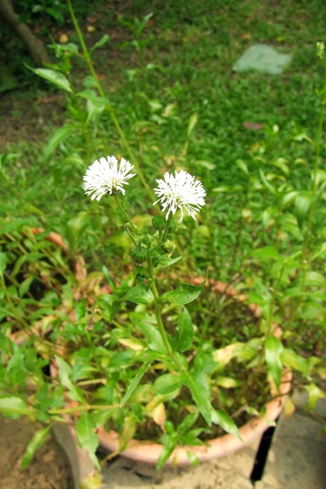 圖二：光冠水菊葉片油亮，花序純白如雪