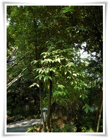 圖一：生長在植物園隆起珊瑚礁區步道旁的菲律賓榕
