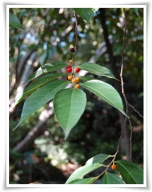 圖二：菲律賓榕的隱花果常成對腋生，半熟時金黃色，熟時紅色