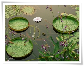 圖二：王蓮屬植物葉片圓整碩大，是水生植物中面積最大者