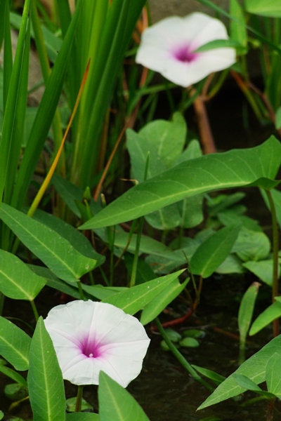 稍有水流地區所生長的空心菜植株通常較為粗壯