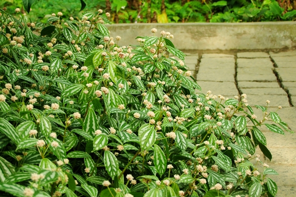 冷花草是優良的地被植物