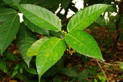 對葉榕是台灣原生榕屬植物中<BR>唯一葉片全為對生的種類