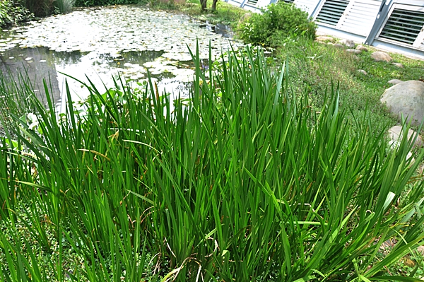 生長在水池邊的菖蒲，硬挺的葉片宛如一支支碧綠色的小劍