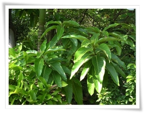 蘭嶼木薑子葉片長達25公分以上，是台灣同屬植物中最大者