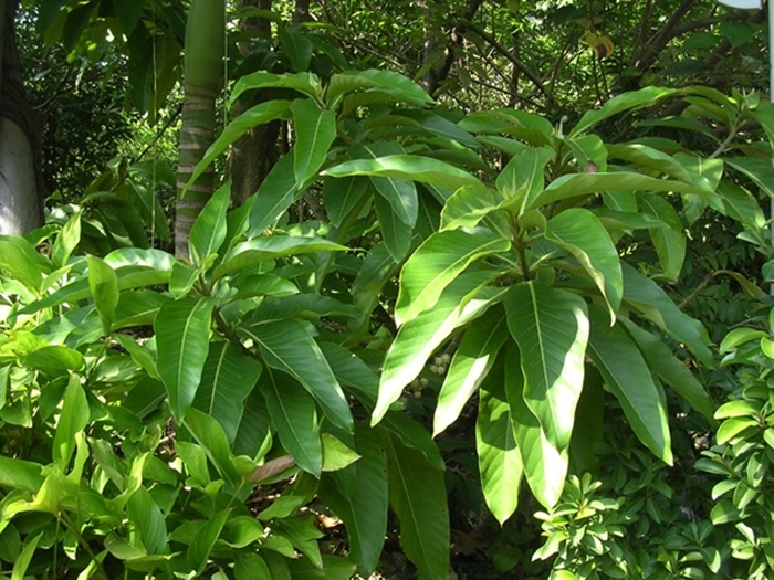 蘭嶼木薑子葉片長達25公分以上，是台灣同屬植物中最大者