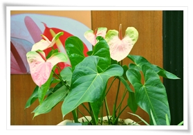 植物園特展室展出的臺農1號-粉紅豹植株