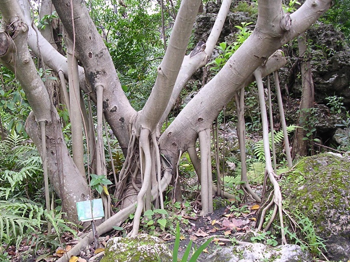 植物園種植的白榕常可看見扁平的支持根