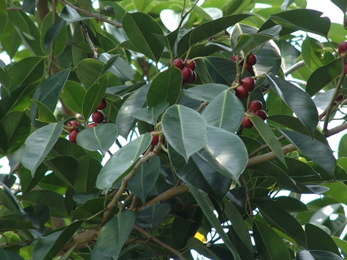 白榕隱花果成熟時為紅色