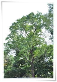 烏桕樹幹通直，樹高可達15公尺