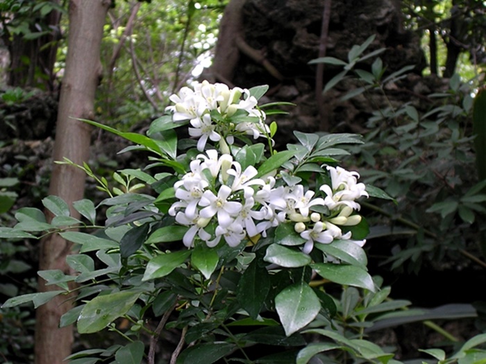 月橘又名七里香，花開時清香撲鼻