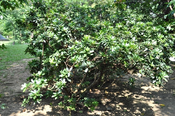 栽植在植物園中的恆春楊梅植株