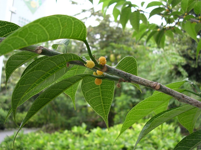 蘭嶼麵包樹的花序